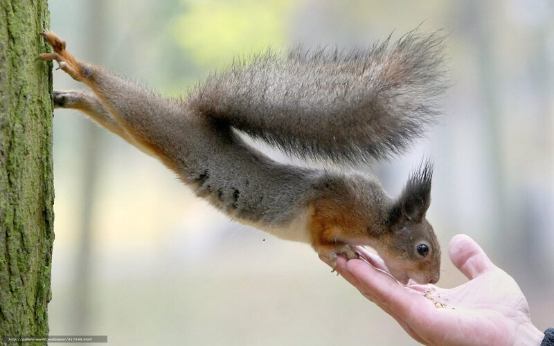 Squirrel Eating from Hand — Brown, Calm