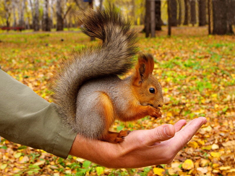 Squirrel Eating from Hand — Brown