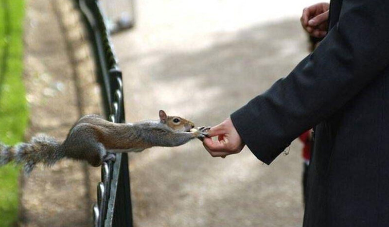 Squirrel Eating from Hand — Gray