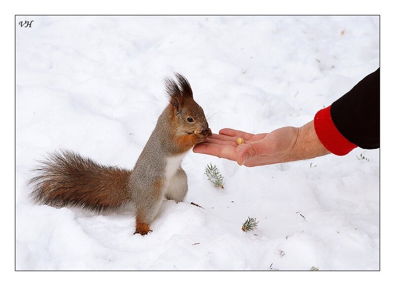 Squirrel eating from hand in snow