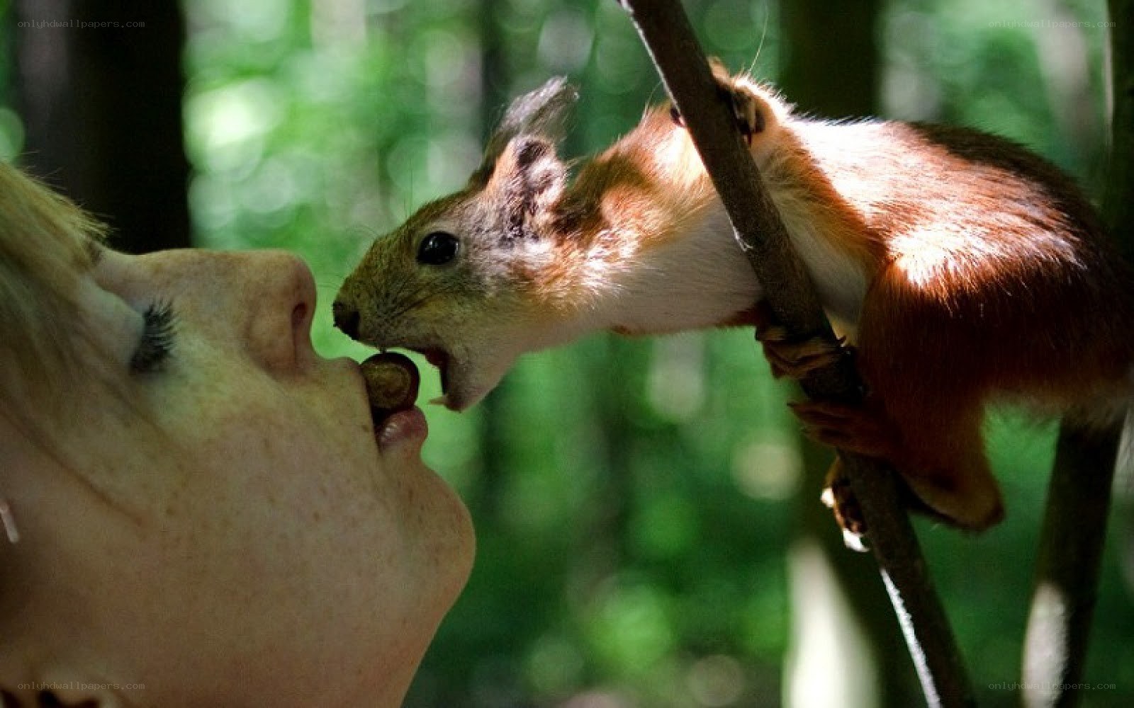 squirrel eating from person's hand