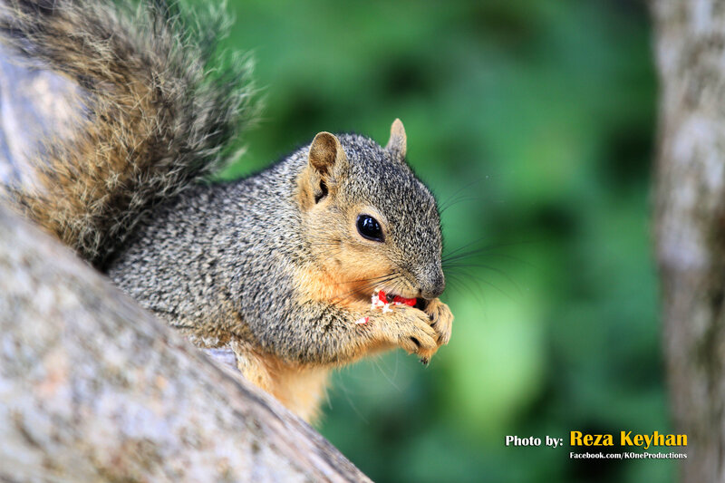 Squirrel Eating Fruit — Gray
