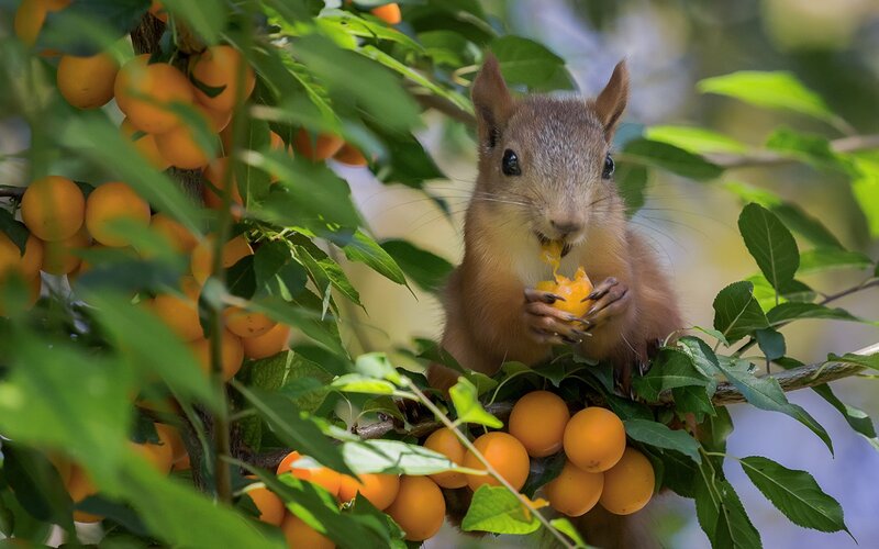 Squirrel Eating Fruit — Green, Natural