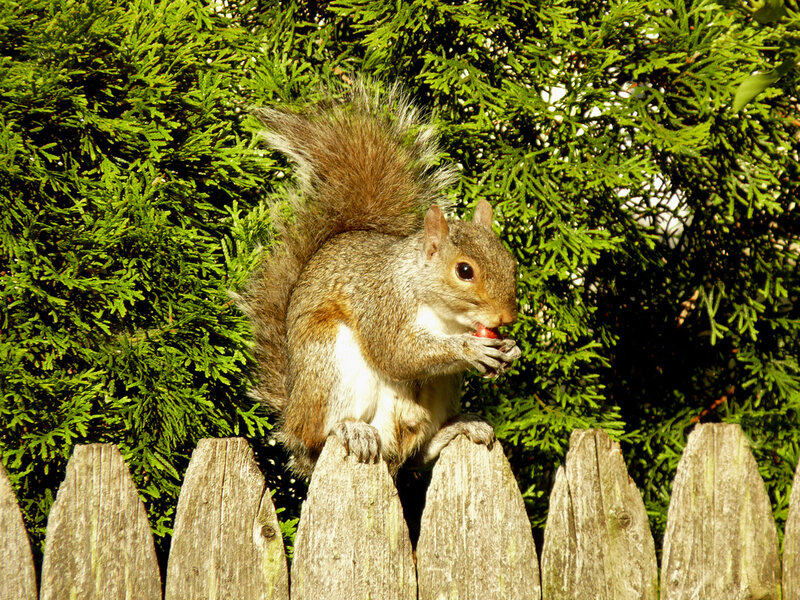 Squirrel Eating Fruit — Green
