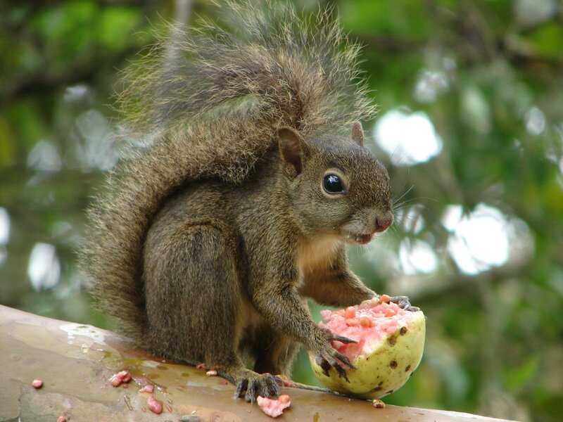 squirrel eating fruit