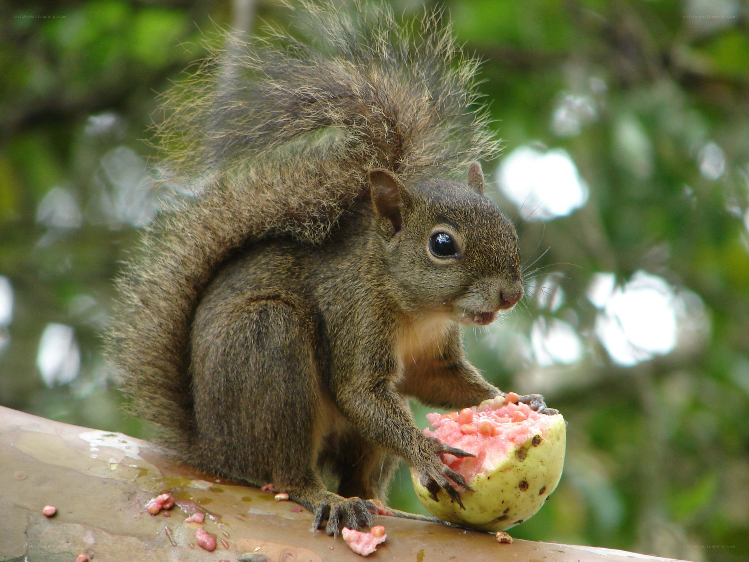 squirrel eating fruit