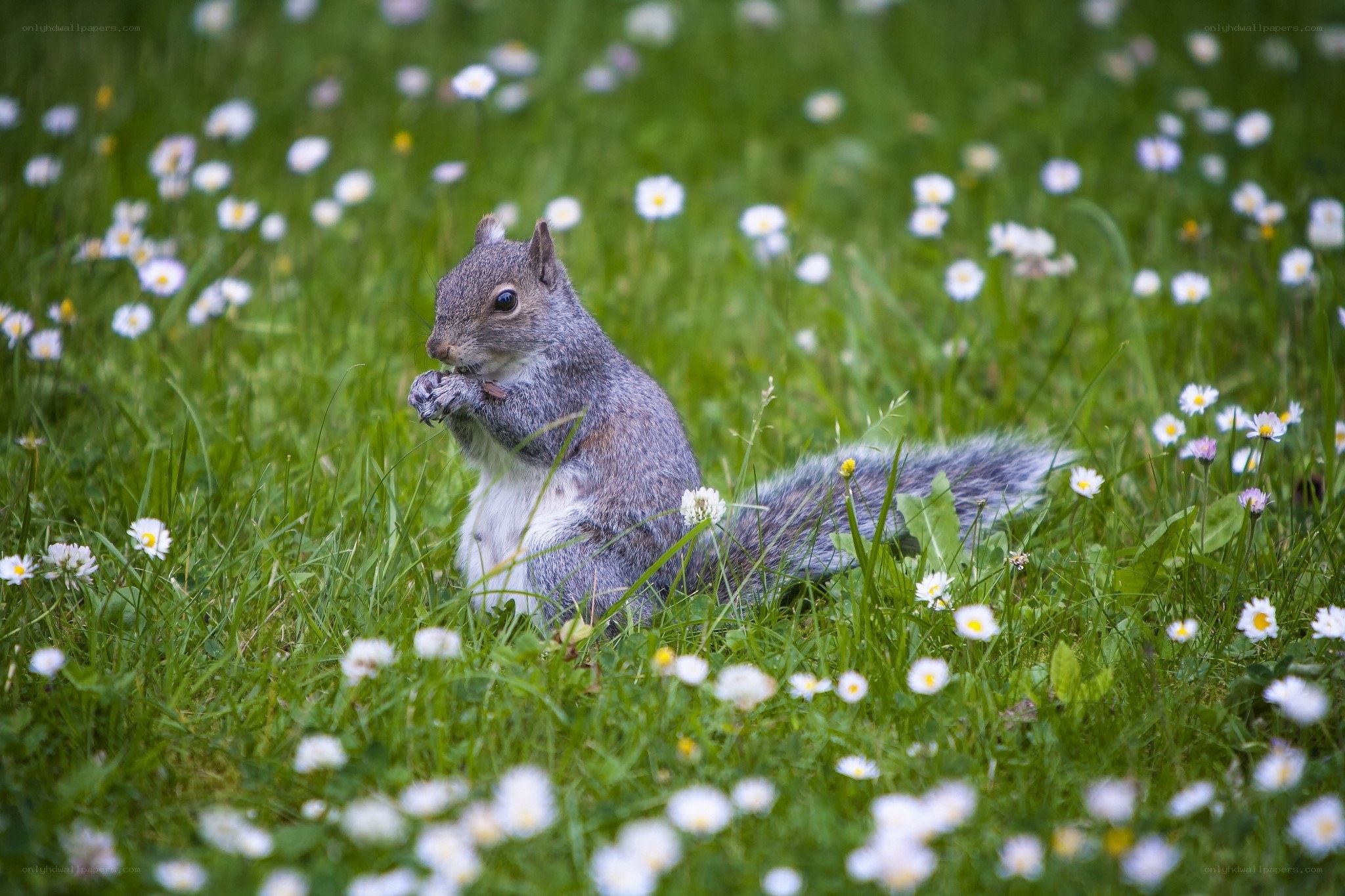 Squirrel eating in a flower field