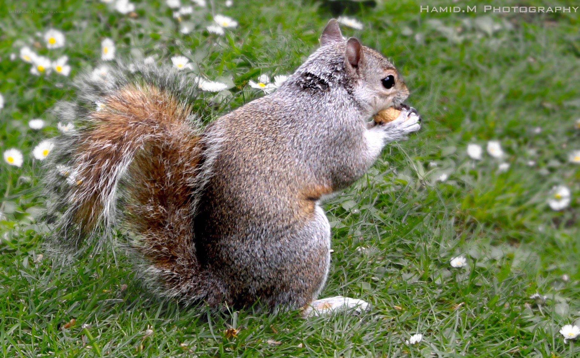 Squirrel eating in a grassy field