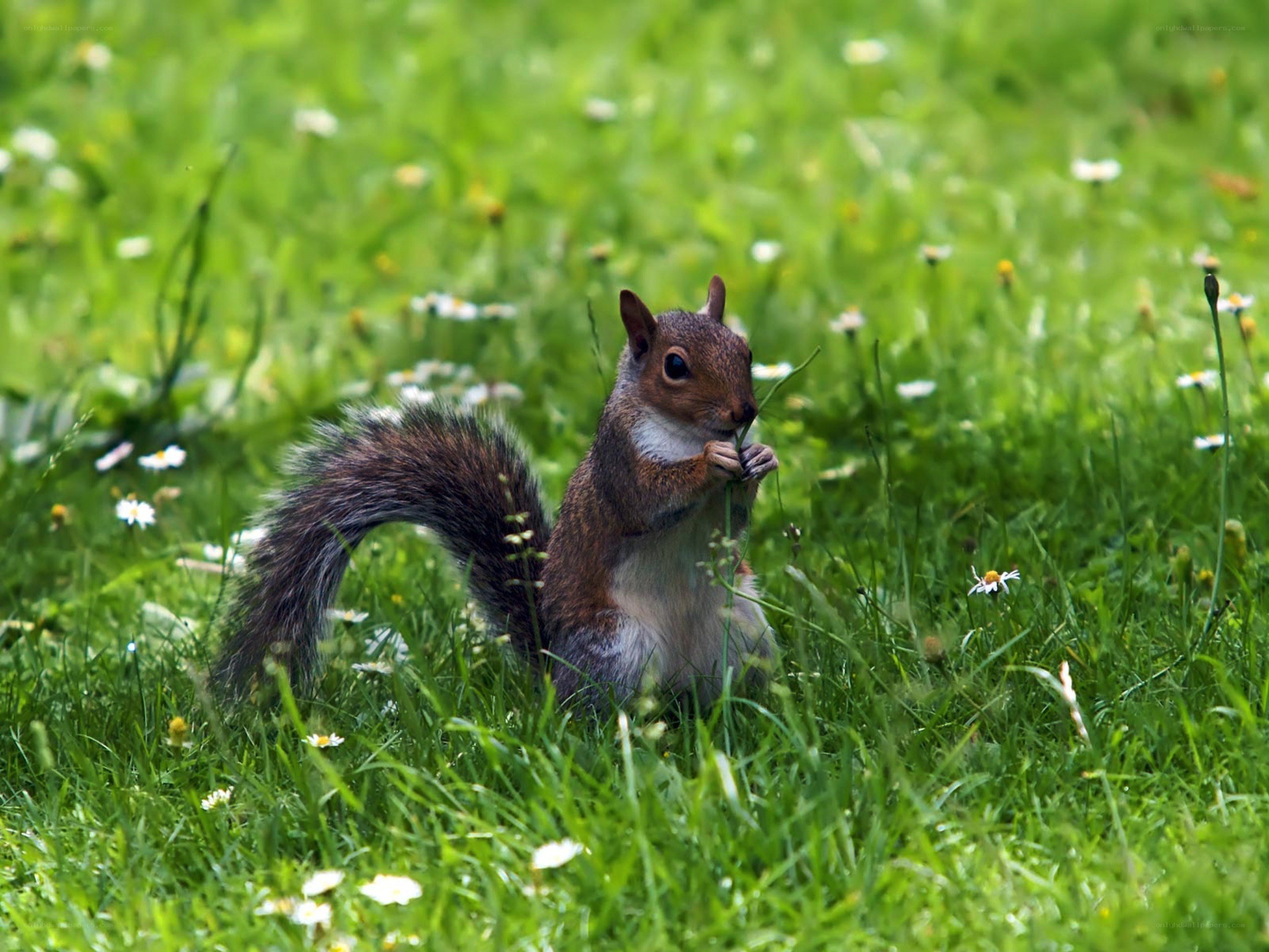 Squirrel eating in a meadow
