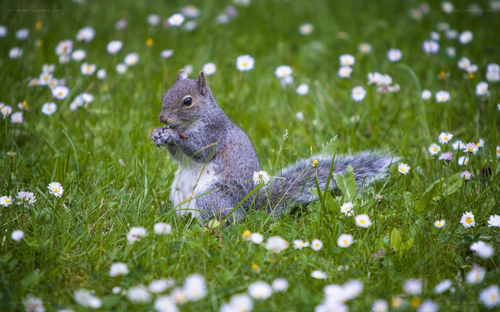 Squirrel eating in a meadow