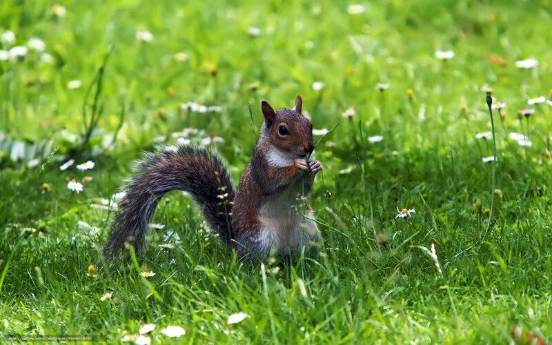 Squirrel eating in a meadow