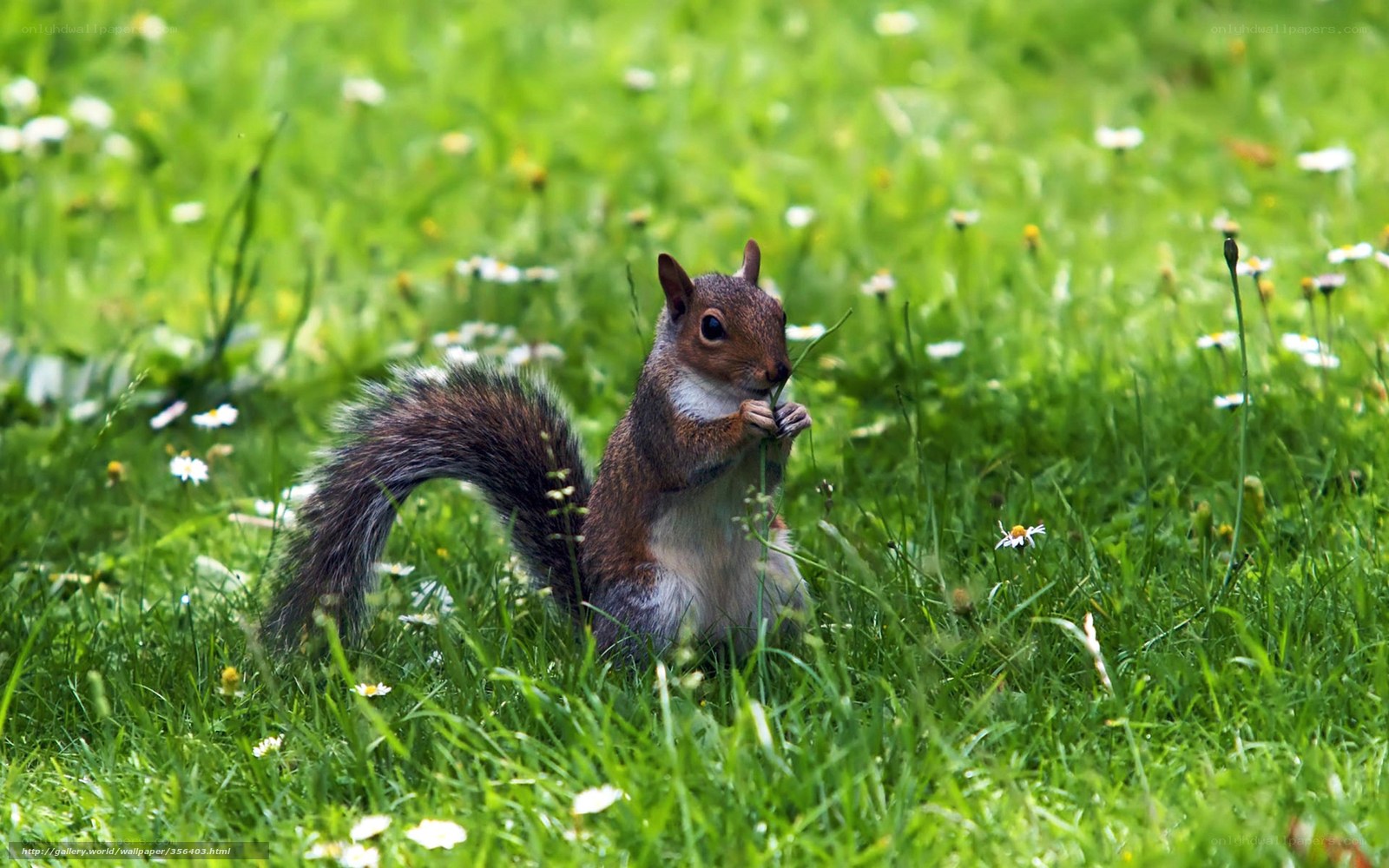 Squirrel eating in a meadow