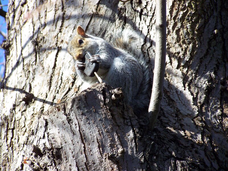 Squirrel eating in a tree