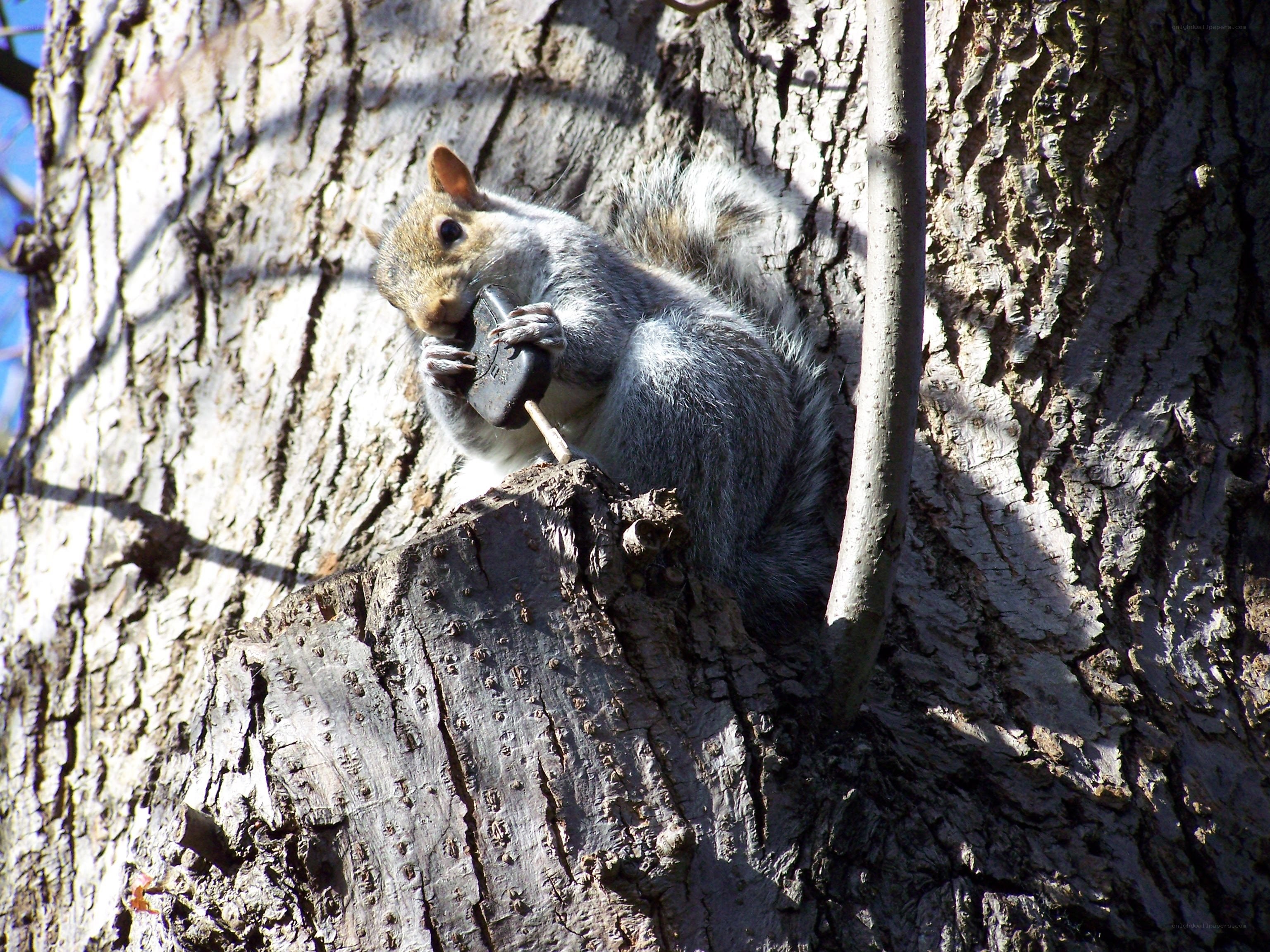 Squirrel eating in a tree