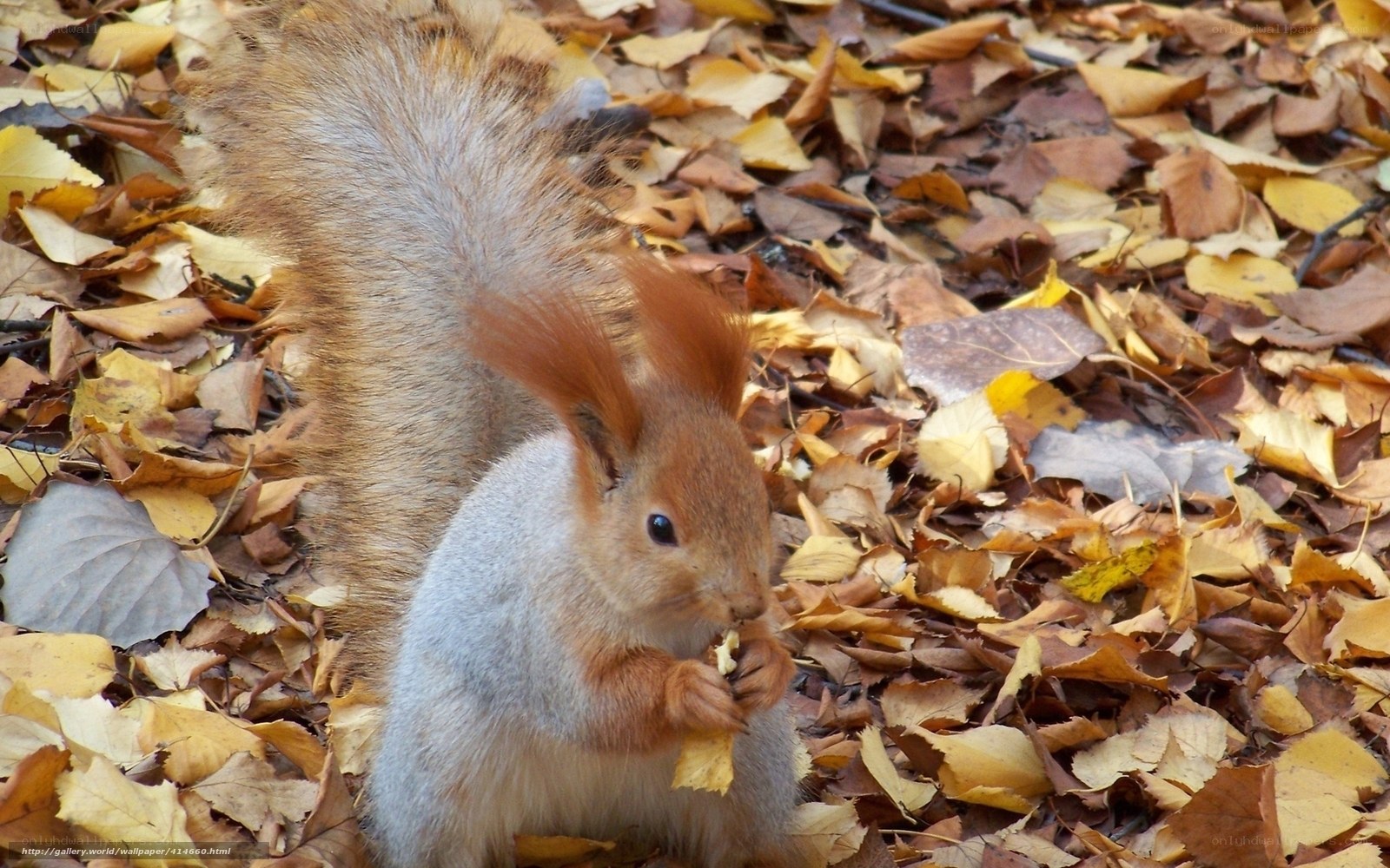 squirrel eating in autumn leaves