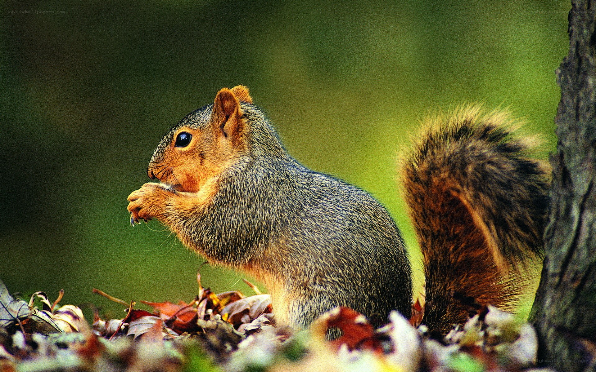 Squirrel eating in autumn leaves