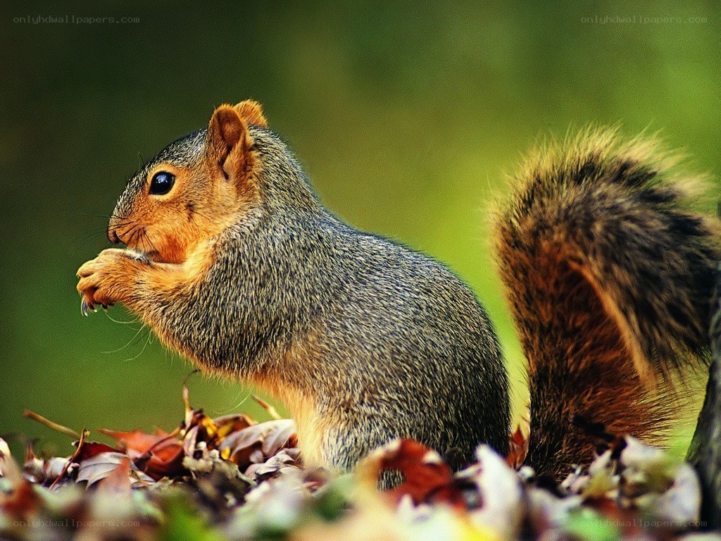 squirrel eating in autumn leaves