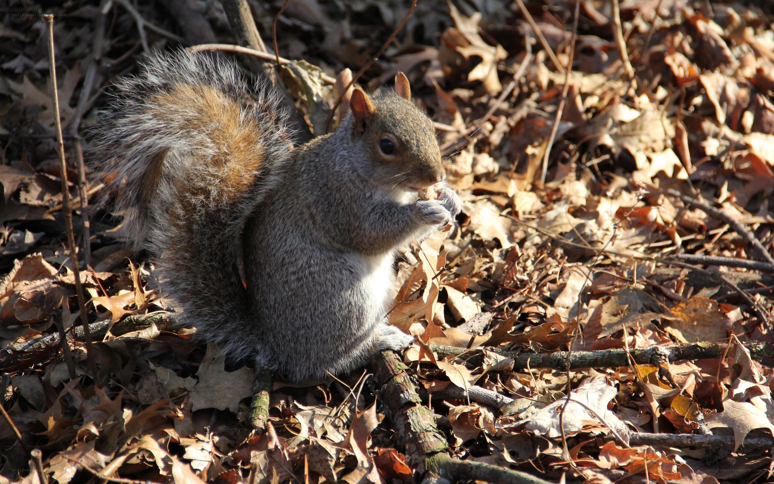 squirrel eating in autumn leaves
