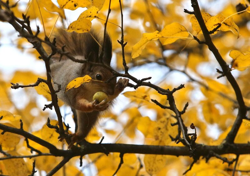 Squirrel eating in autumn tree