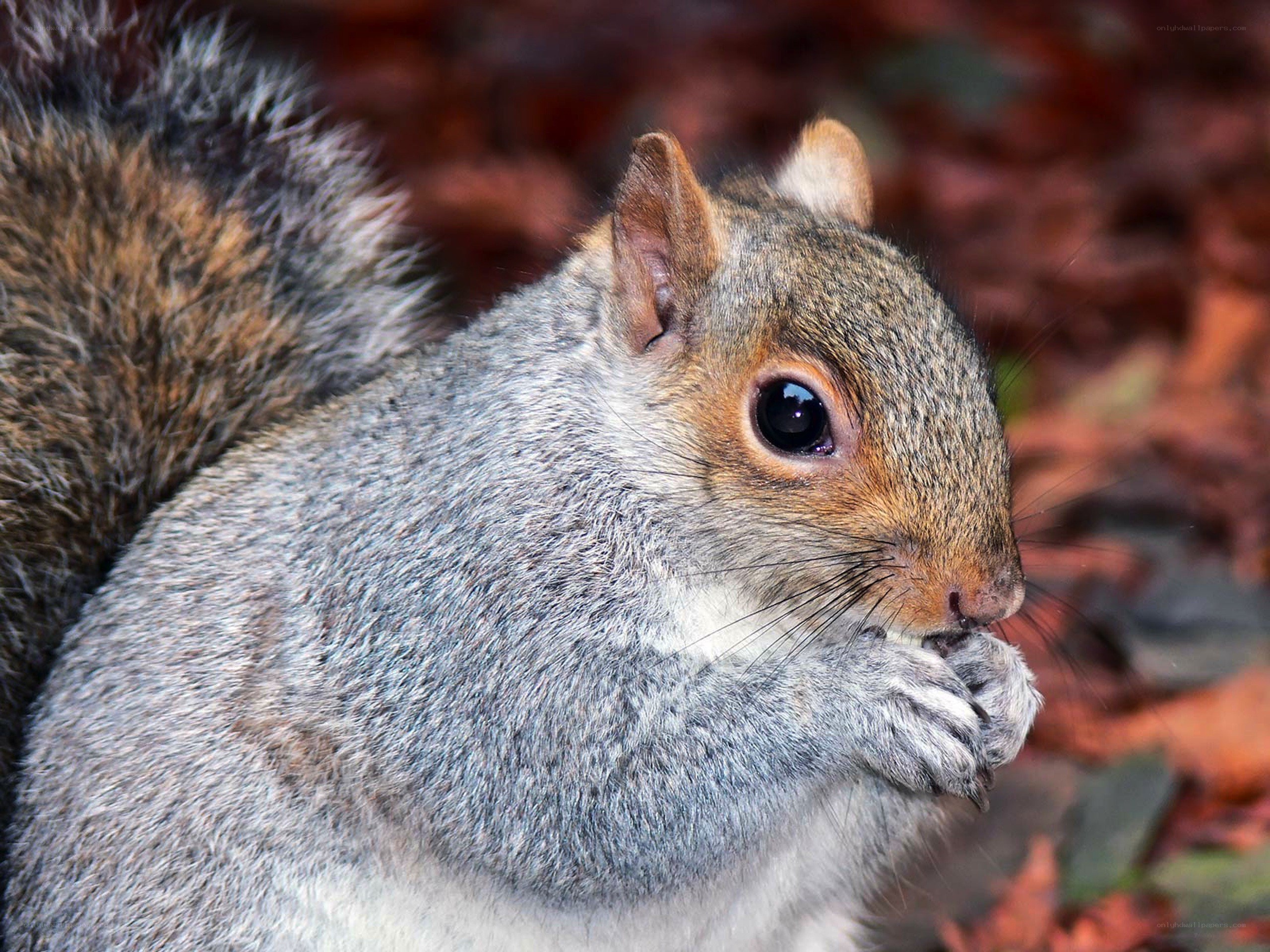 squirrel eating in autumn