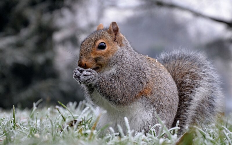 Squirrel Eating in Frost