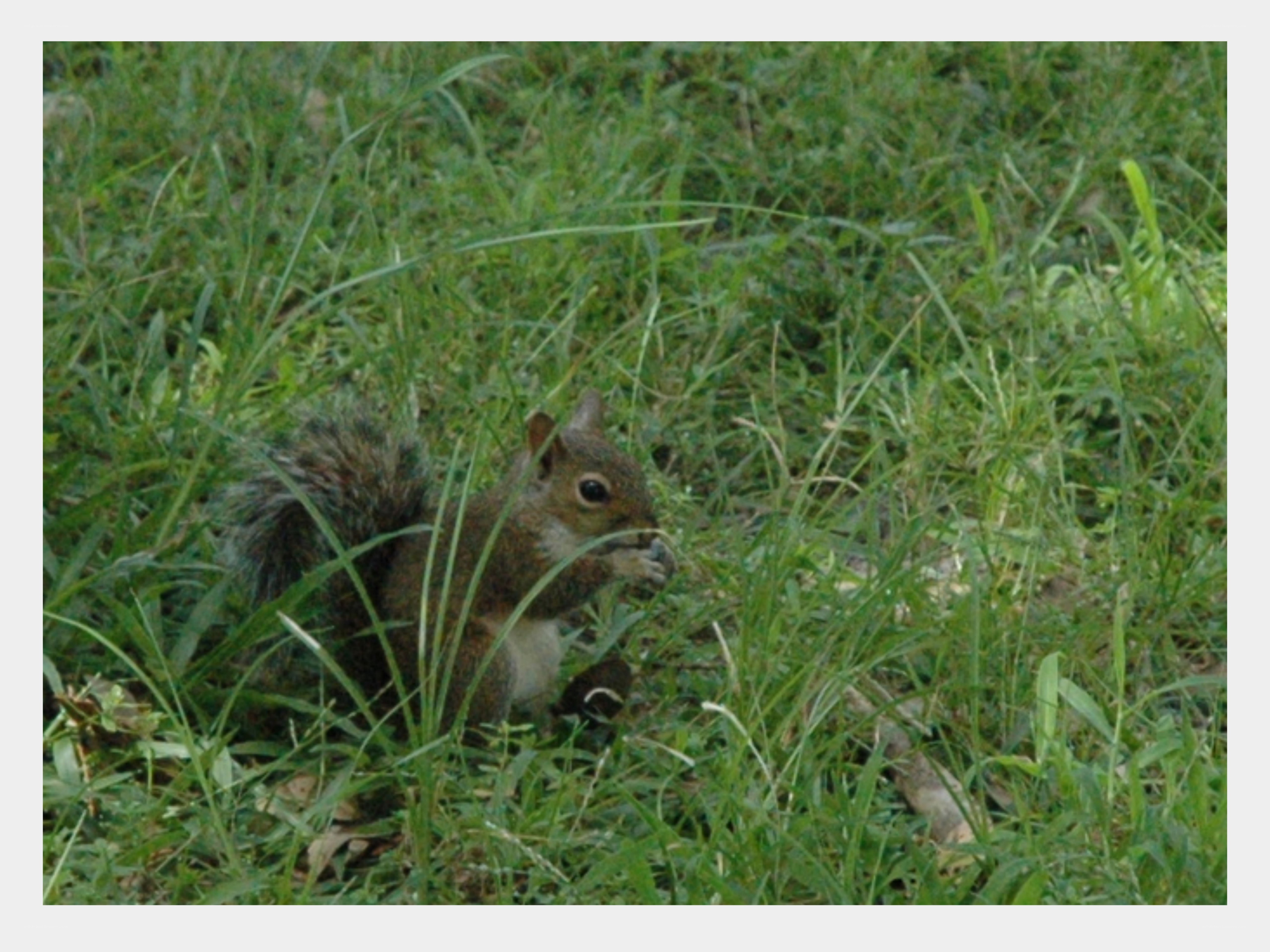 squirrel eating in grass