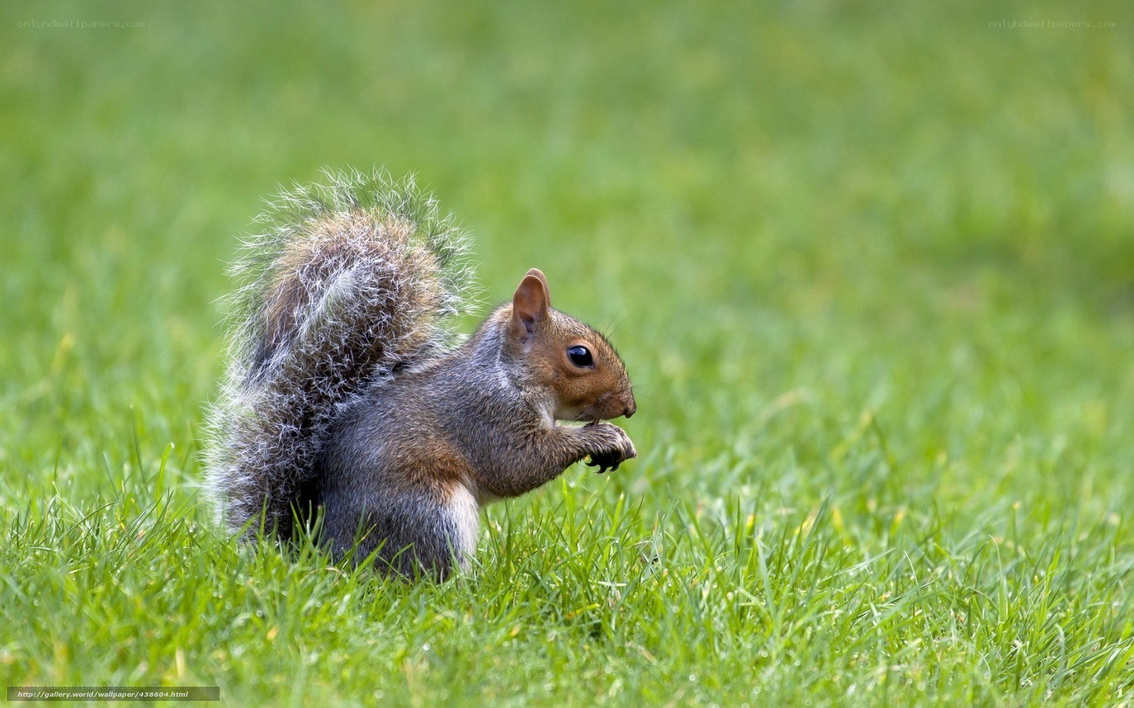squirrel eating in grass