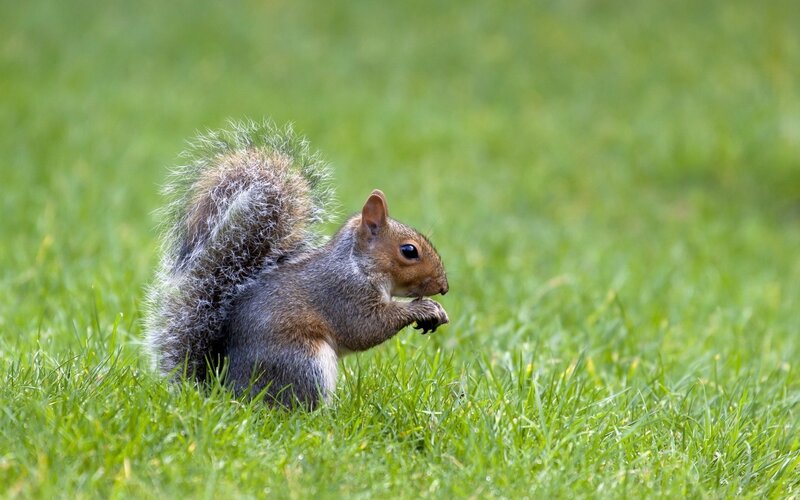 squirrel eating in grass