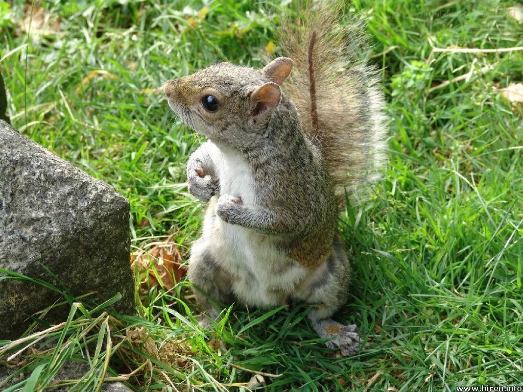 squirrel eating in grass