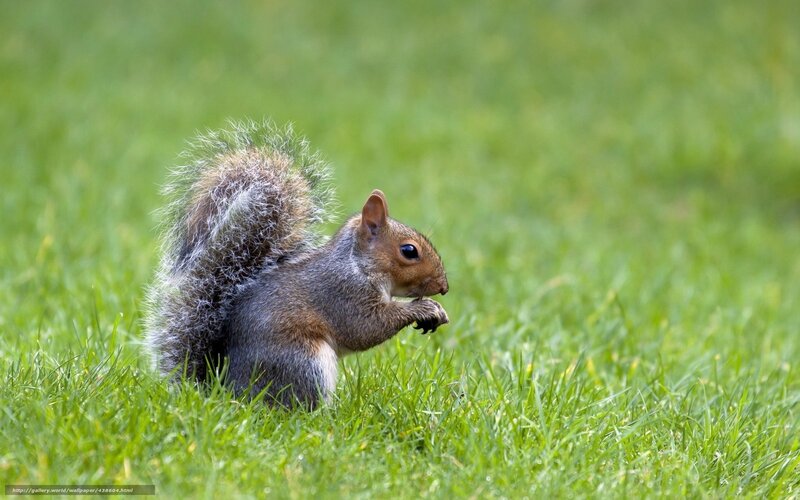 Squirrel Eating in Grass — Green, Calm, Afternoon
