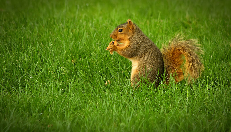 Squirrel Eating in Grass — Green