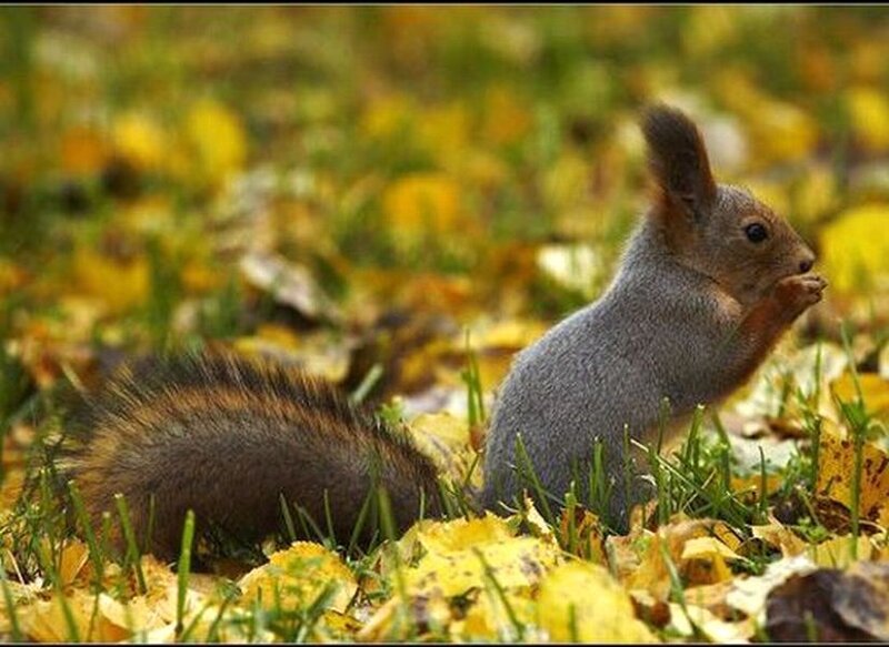 Squirrel Eating in Leaves