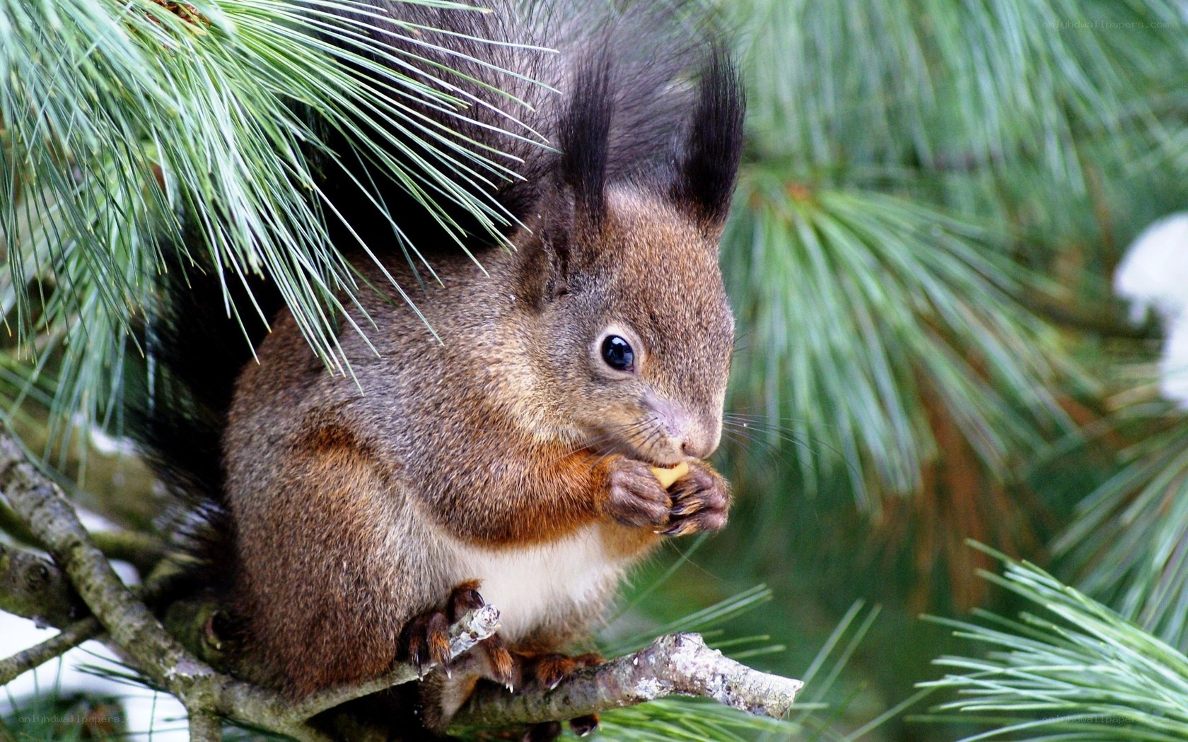 squirrel eating in pine tree