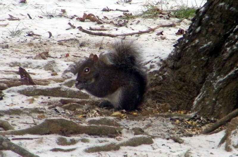 Squirrel Eating in Snow — Gray