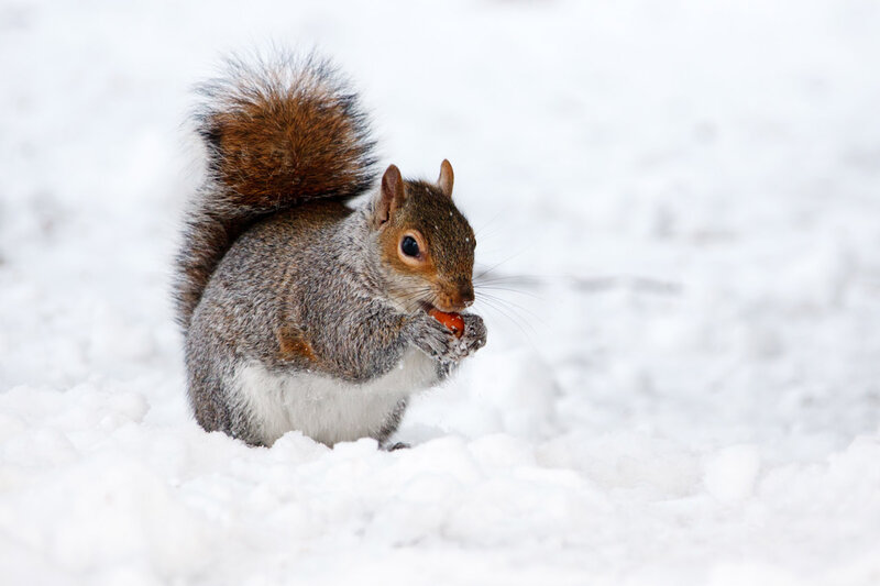 Squirrel Eating in Snow