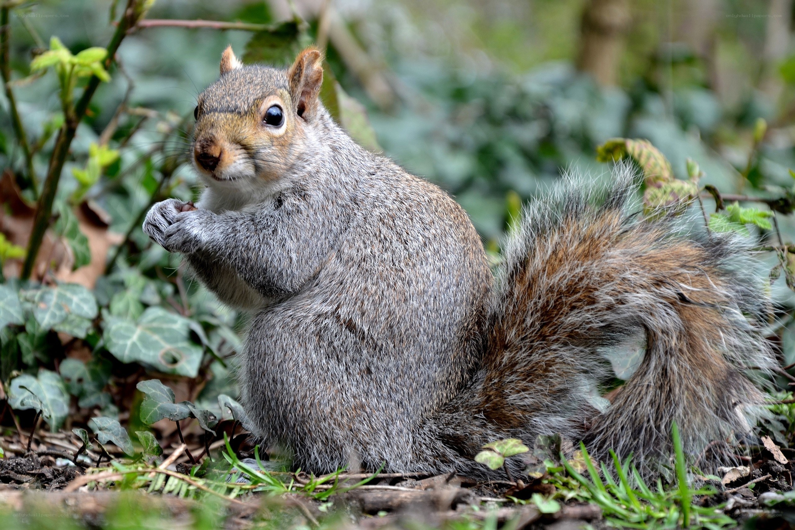 squirrel eating in the forest