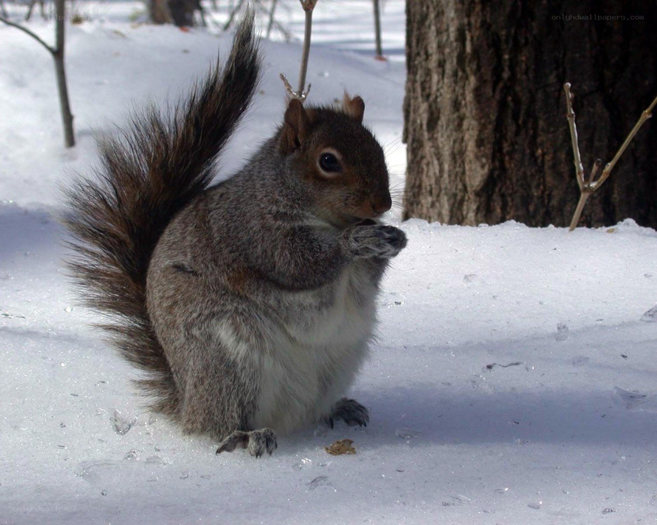 Squirrel eating in the snow