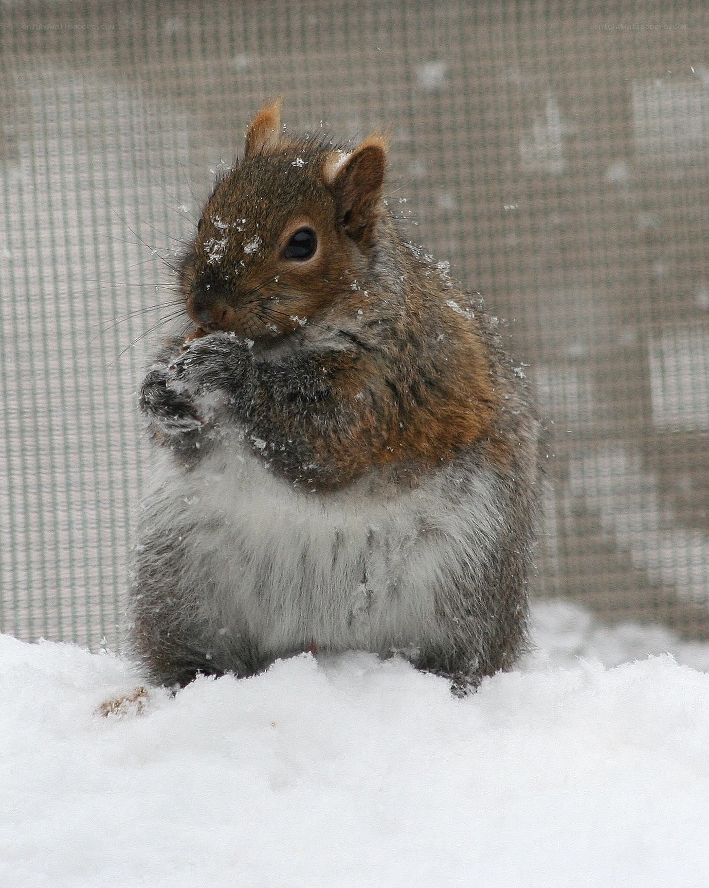 squirrel eating in the snow