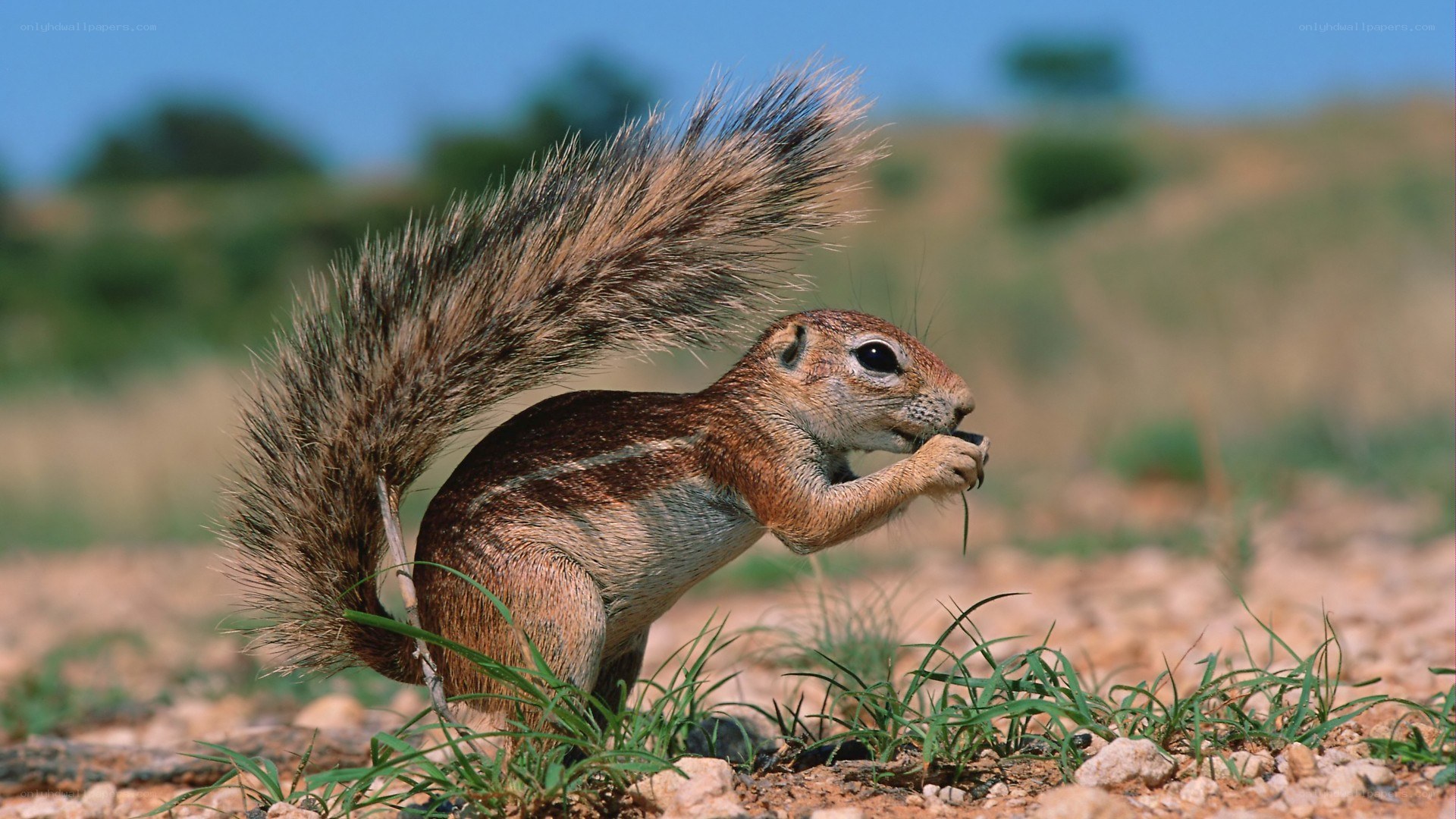 Squirrel eating in the wild