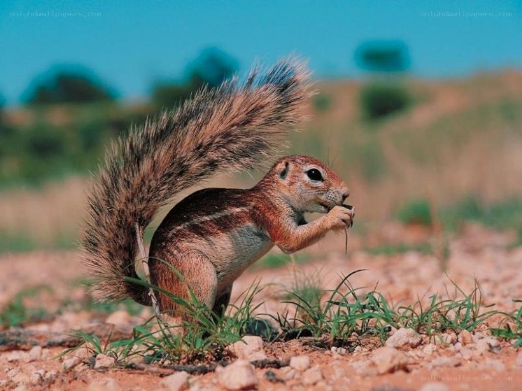 squirrel eating in the wild