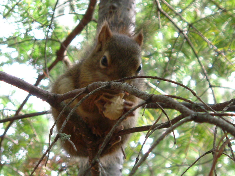Squirrel Eating in Tree — Brown