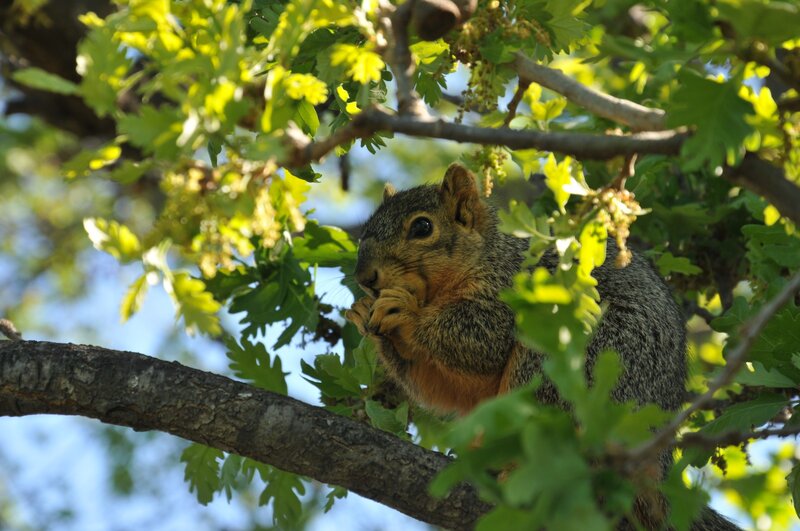 Squirrel Eating in Tree — Green