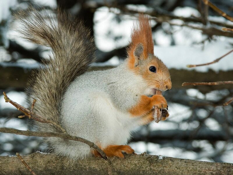 Squirrel eating in winter