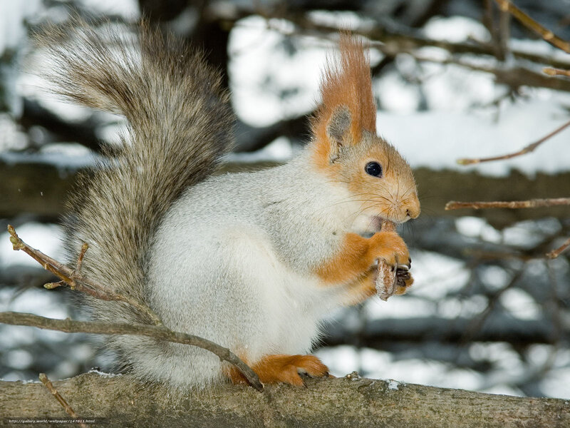 squirrel eating in winter