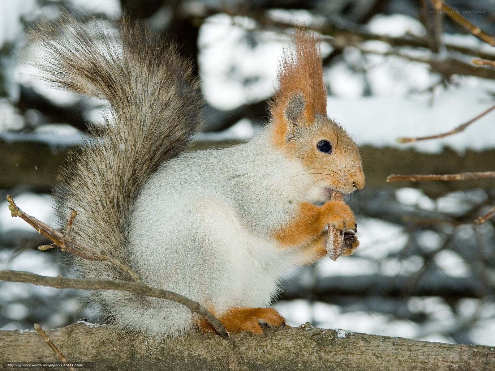 squirrel eating in winter