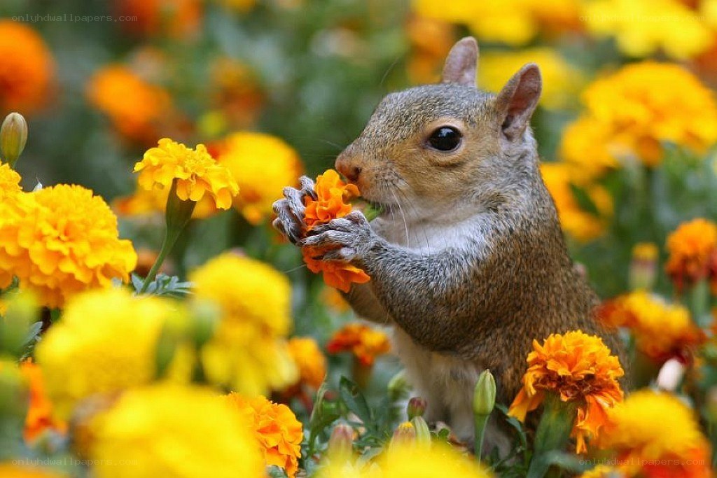 Squirrel eating marigold flower