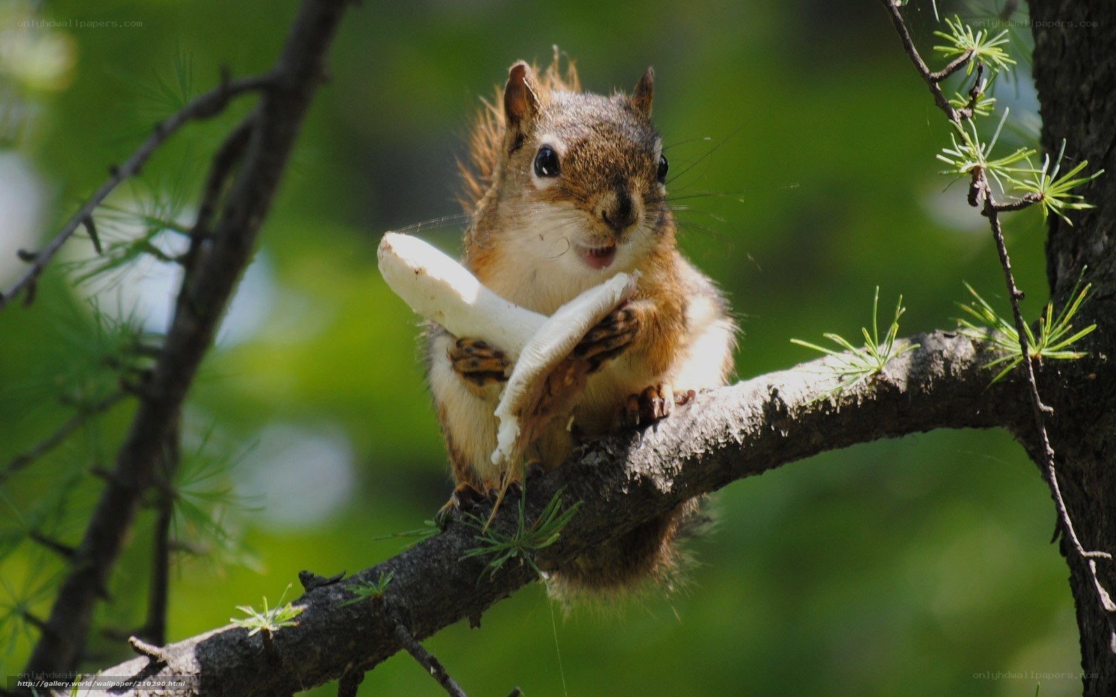 Squirrel eating mushroom on branch
