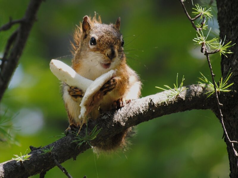 Squirrel Eating Mushroom