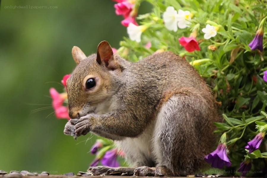 squirrel eating near flowers