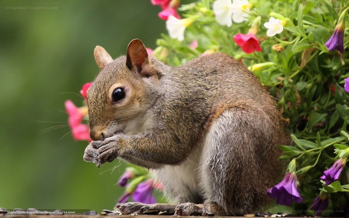 Squirrel eating near flowers